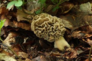 Klikni pro velký obrázek