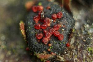 Rážovka houbová - Nectria episphaeria (Tode) Fr.