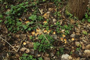 Klikni pro velký obrázek