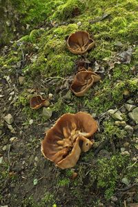 Klikni pro velký obrázek