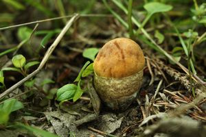 Klikni pro velký obrázek