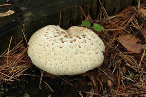 Klikni pro velký obrázek