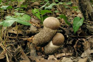 Kozák topolový - Leccinum duriusculum (Schulzer ex Kalchbr.) Singer 1947
