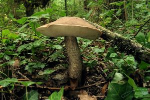 Kozák topolový - Leccinum duriusculum (Schulzer ex Kalchbr.) Singer 1947