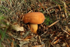 Ryzec syrovinka - Lactarius volemus (Fr.) Fr. 1838