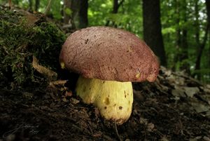 Hřib královský - Butyriboletus regius  (Krombh.) D. Arora & J.L. Frank 2014