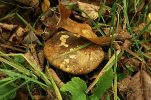 Hřib modračka - Cyanoboletus pulverulentus  (Opat.) Gelardi, Vizzini & Simonini 2014