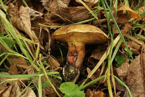Hřib modračka - Cyanoboletus pulverulentus  (Opat.) Gelardi, Vizzini & Simonini 2014