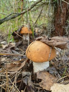 Klikni pro velký obrázek