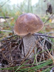 Klikni pro velký obrázek