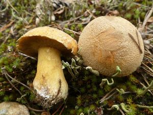 Klikni pro velký obrázek