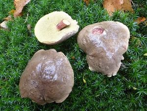 Klikni pro velký obrázek