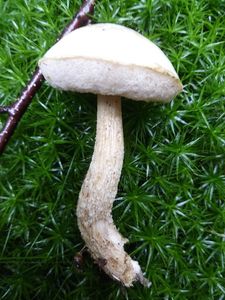 Klikni pro velký obrázek