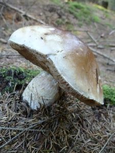 Klikni pro velký obrázek