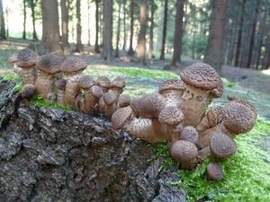 Klikni pro velký obrázek