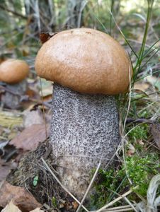 Klikni pro velký obrázek