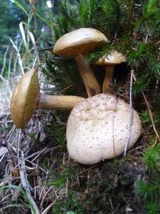 Klikni pro velký obrázek