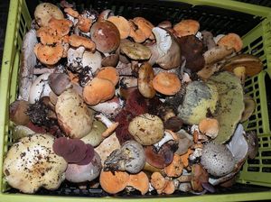 Klikni pro velký obrázek