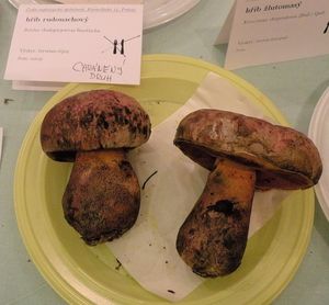 Klikni pro velký obrázek