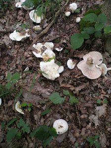 Klikni pro velký obrázek