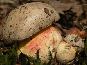 Klikni pro velký obrázek