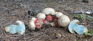 Klikni pro velký obrázek