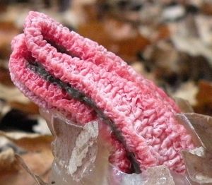 Klikni pro velký obrázek