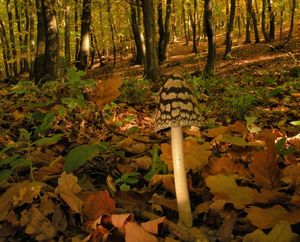 Klikni pro velký obrázek