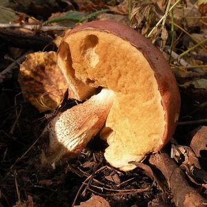 Klikni pro velký obrázek