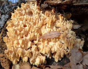 Klikni pro velký obrázek