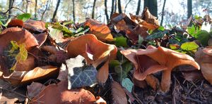 Klikni pro velký obrázek