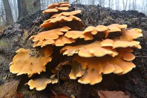 Klikni pro velký obrázek