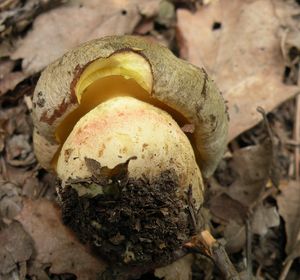 Klikni pro velký obrázek