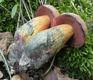 Klikni pro velký obrázek