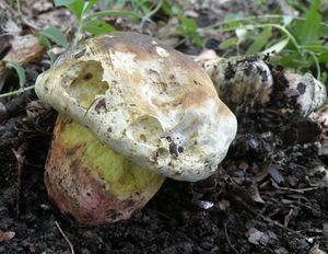 Klikni pro velký obrázek