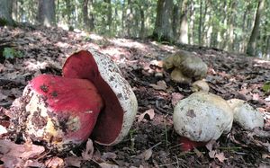 Klikni pro velký obrázek