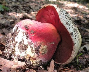 Klikni pro velký obrázek