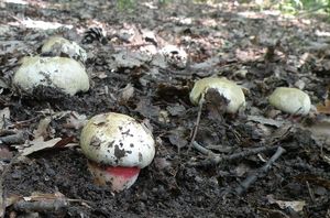 Klikni pro velký obrázek