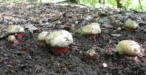 Klikni pro velký obrázek