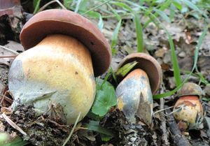 Klikni pro velký obrázek