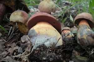 Klikni pro velký obrázek