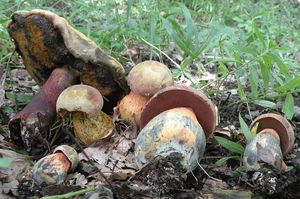 Klikni pro velký obrázek