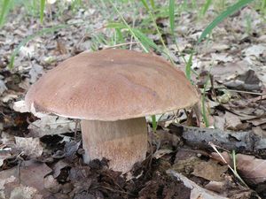 Klikni pro velký obrázek