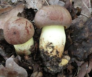 Klikni pro velký obrázek