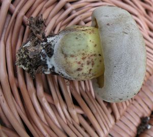 Klikni pro velký obrázek