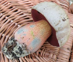 Klikni pro velký obrázek