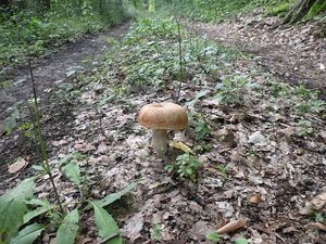 Klikni pro velký obrázek