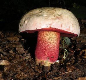 Klikni pro velký obrázek