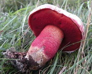 Klikni pro velký obrázek