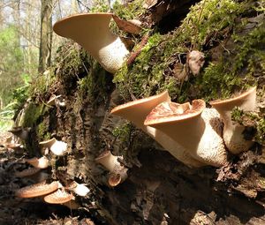 Klikni pro velký obrázek